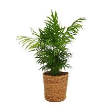 Parlor Palm